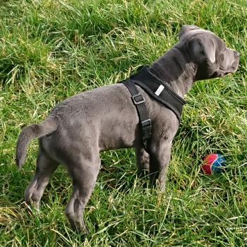 Knuckles, Staffordshire Bull Terrier