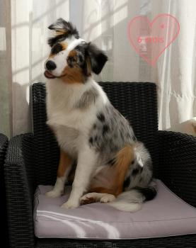 Laïa, Pastor Australiano