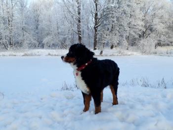 Berny, Berner Sennenhund