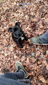 Odka, Staffordshire Bull Terrier