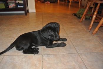 Sali, Labrador Retriever