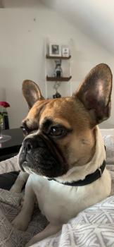 Ohmel, Bulldog Francés