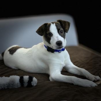 Charlie, Parson Jack Russell Terrier (De Pelaje Corto - Suave)