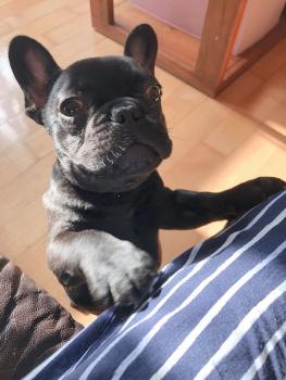 Titan, Bouledogue francese