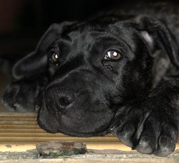 Oshka des terres du sud sauvage, Presa canario