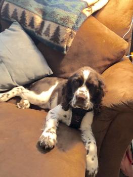 Teagan, Springer Spaniel Inglese