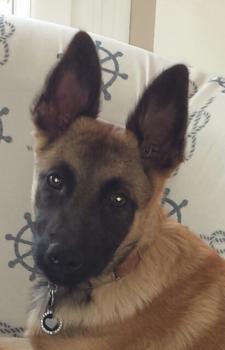 Ovnie au paradis d'orsy, Pastor Belga Malinois