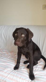 Troy, Labrador Retriever