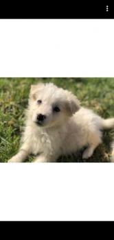 Olly, Border Collie