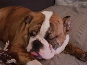 Orson, Bulldog