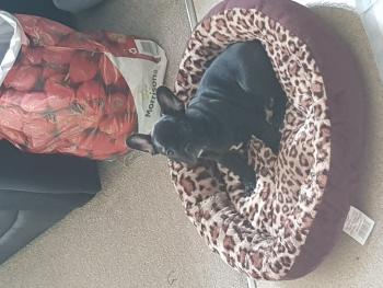 The Dutchess, Bouledogue francese