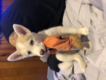 King Skyler, Husky Siberiano