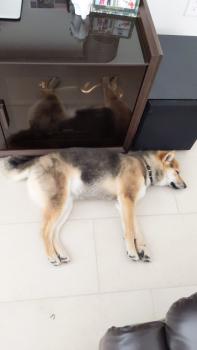 Kona, Shiba Inu Japonés