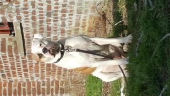 Neka, Bulldog americano