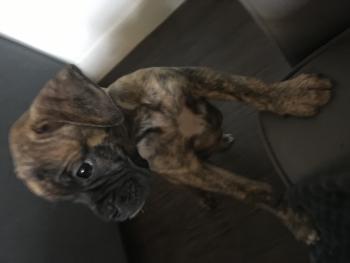 Oreo, Bóxer