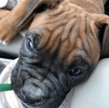 Wyatt Lazar, Boxer
