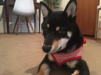 Oji, Shiba Inu Japonés