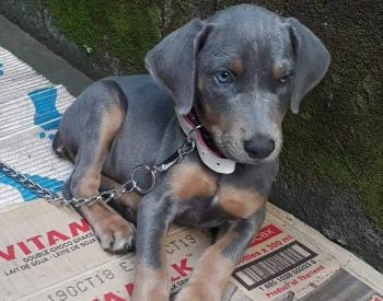 sheika, Dobermann
