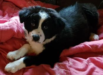 Obi, Border Collie