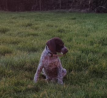 ROSY, Braco Alemán De Pelo Corto