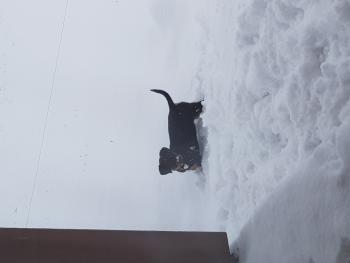 Odyssée, Rottweiler