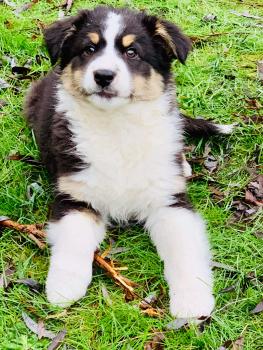 Ruffus, Pastor Australiano