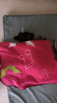 Oreo, Yorkshire Terrier