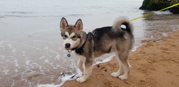 Rhodey, Malamute De Alaska