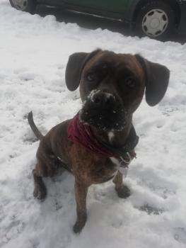 Owen, Bóxer