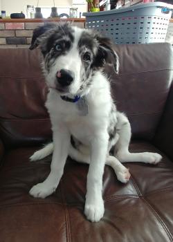 Flip, Border Collie