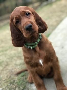 Darby, Setter Irlandés