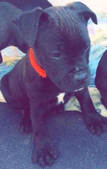 Orka, Staffordshire Bull Terrier