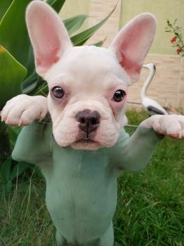 Alba Bianca, Französische Bulldogge