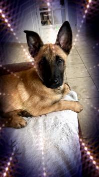 Oreo, Pastor Belga Malinois