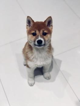 Yoshi, Shiba