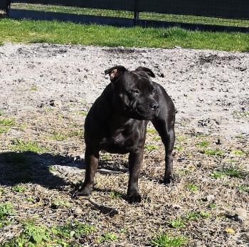 Ness, Staffordshire Bull Terrier
