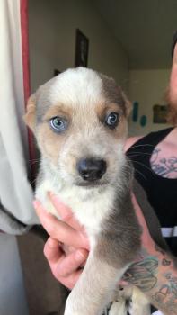 Dak, Perro australiano del ganado