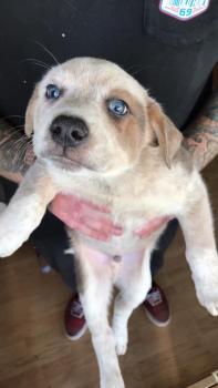 Dallas, Perro australiano del ganado