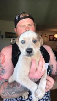 Dixie, Australischer Treibhund