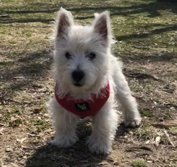 Archie, West Highland Terrier