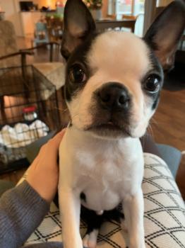 Prince, Boston Terrier