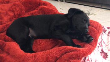 OYO, Labrador Retriever