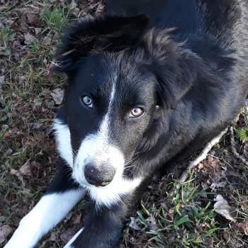 Oggy, Border Collie