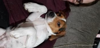 Jasper, Beagle