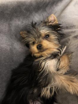 OkiSan, Yorkshire Terrier