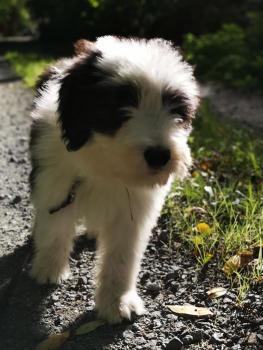Max, Collie Barbudo
