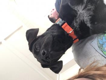 Toby, Labrador Retriever