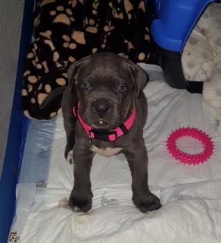 Chloe, Cane Corso