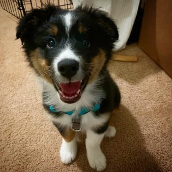 Lulu, Pastor Australiano