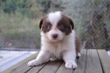 Nessie, Border Collie
